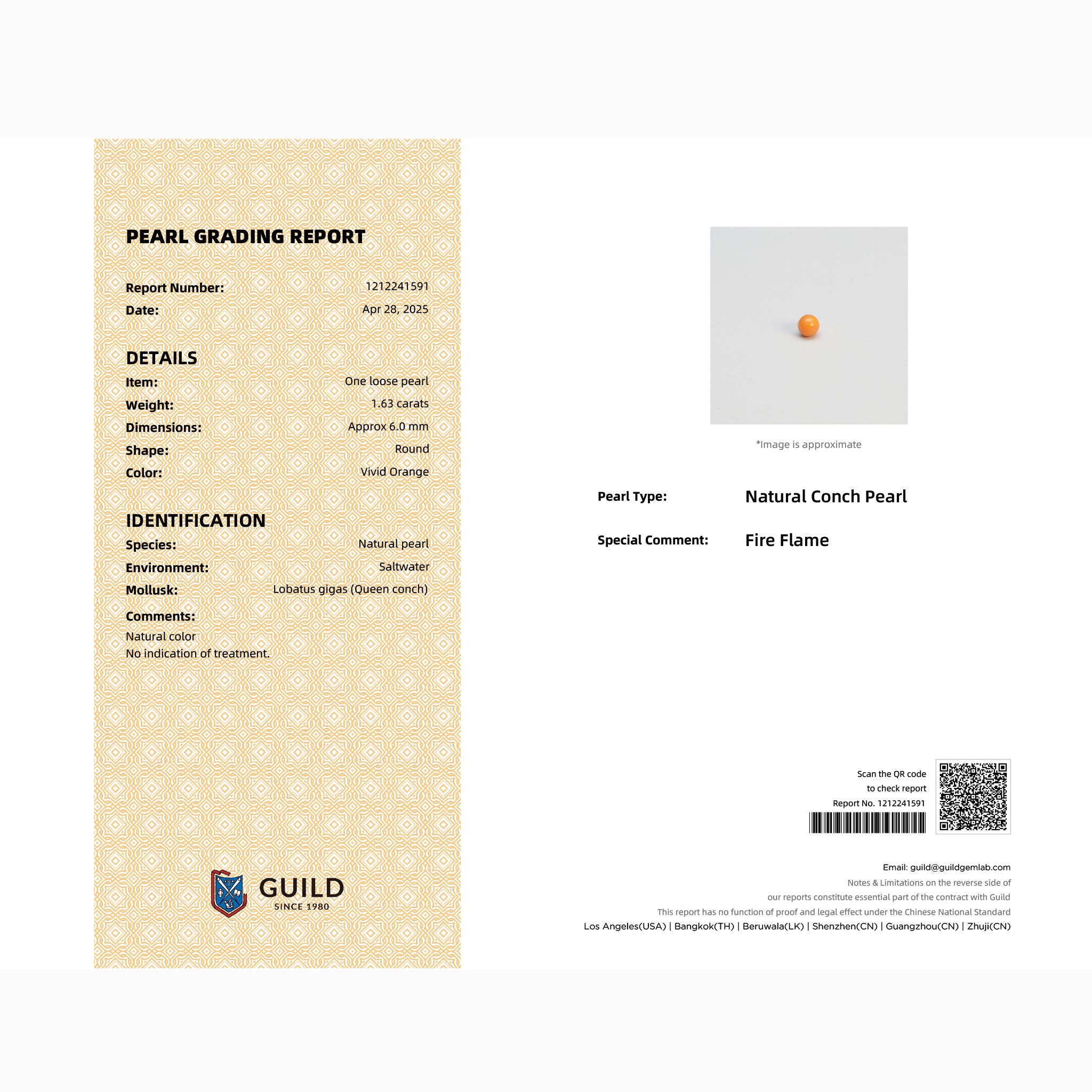GUILD Pearl Grading Report certifying 1.63ct natural Fire Flame conch pearl, Queen Conch origin, vivid orange, no indication of treatment