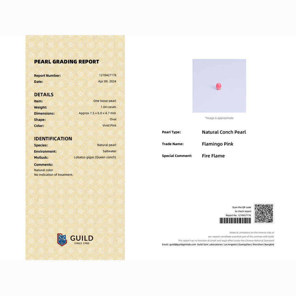GUILD Pearl Grading Report certifying 1.64ct natural Flamingo Pink conch pearl, Queen Conch origin, no indication of treatment