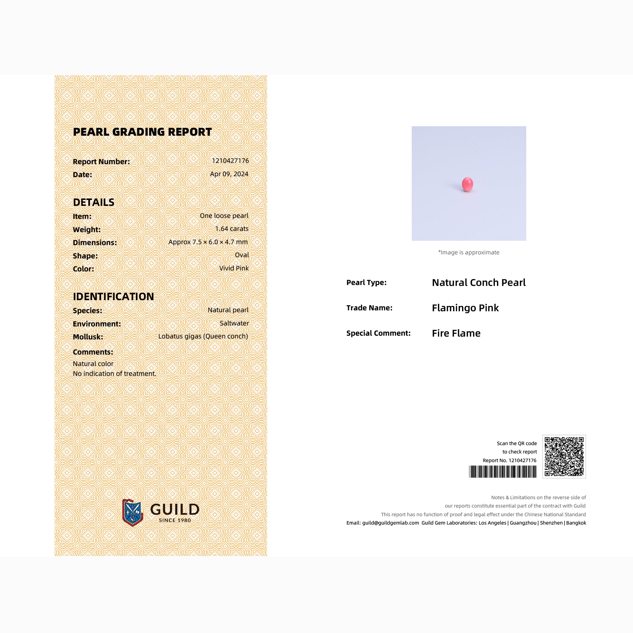 GUILD Pearl Grading Report certifying 1.64ct natural Flamingo Pink conch pearl, Queen Conch origin, no indication of treatment